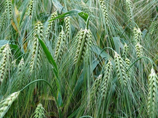 wheat-crops-373360_640